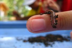Jumping worm on a finger Jumping worm on a finger